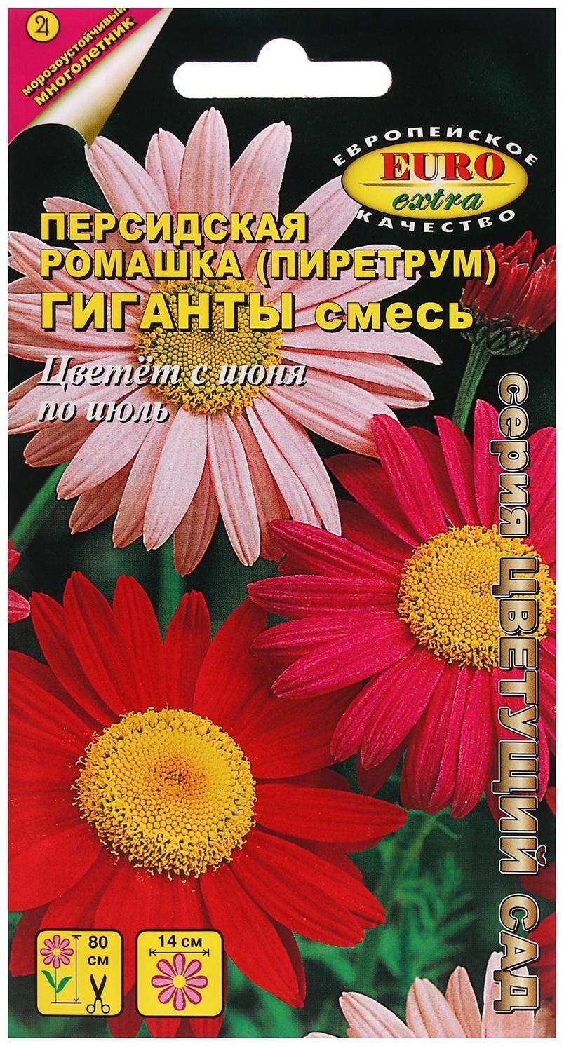 Семена цветов Пиретрум, 