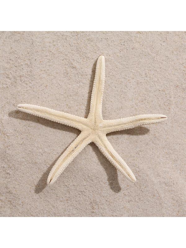 Морская звезда декоративная, 10-16 см