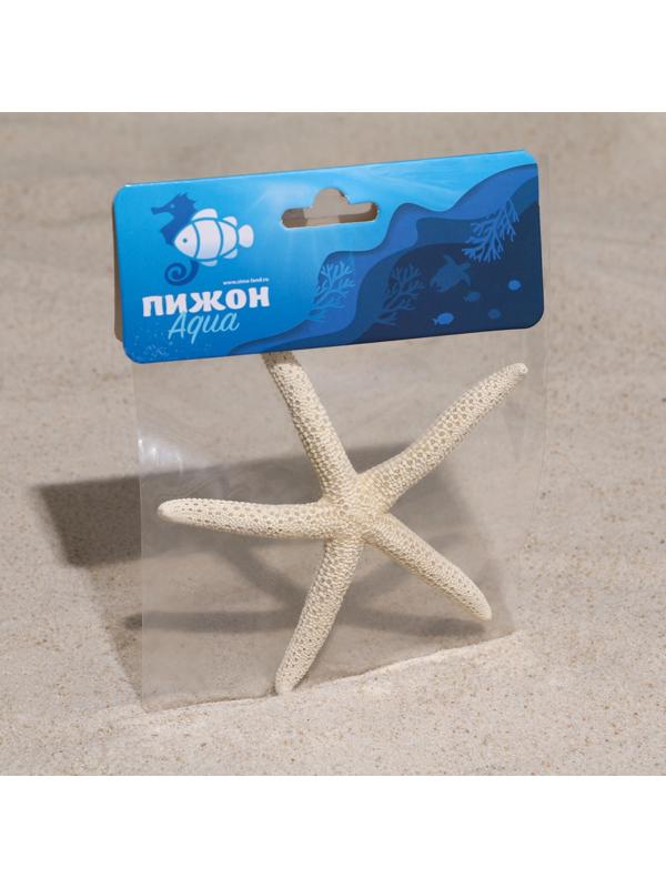 Морская звезда декоративная, 10-16 см