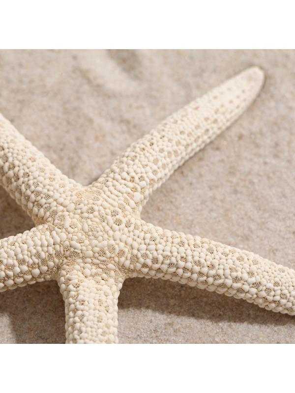 Морская звезда декоративная, 10-16 см