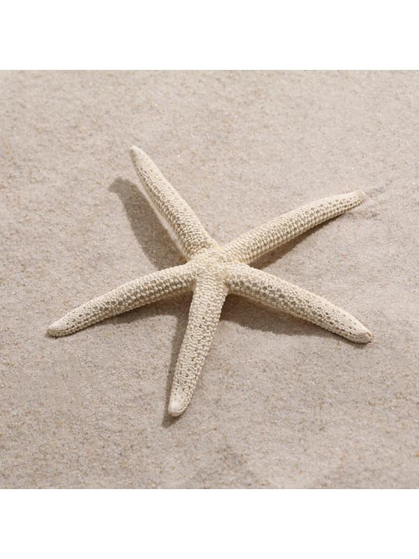 Морская звезда декоративная, 10-16 см