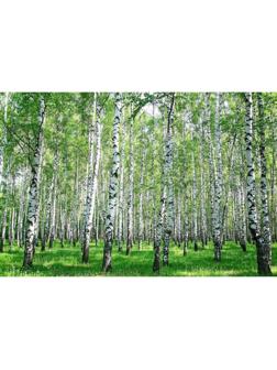 Фотобаннер, 250 × 150 см, с фотопечатью, люверсы шаг 1 м, с люверсами, «Берёзовая роща»