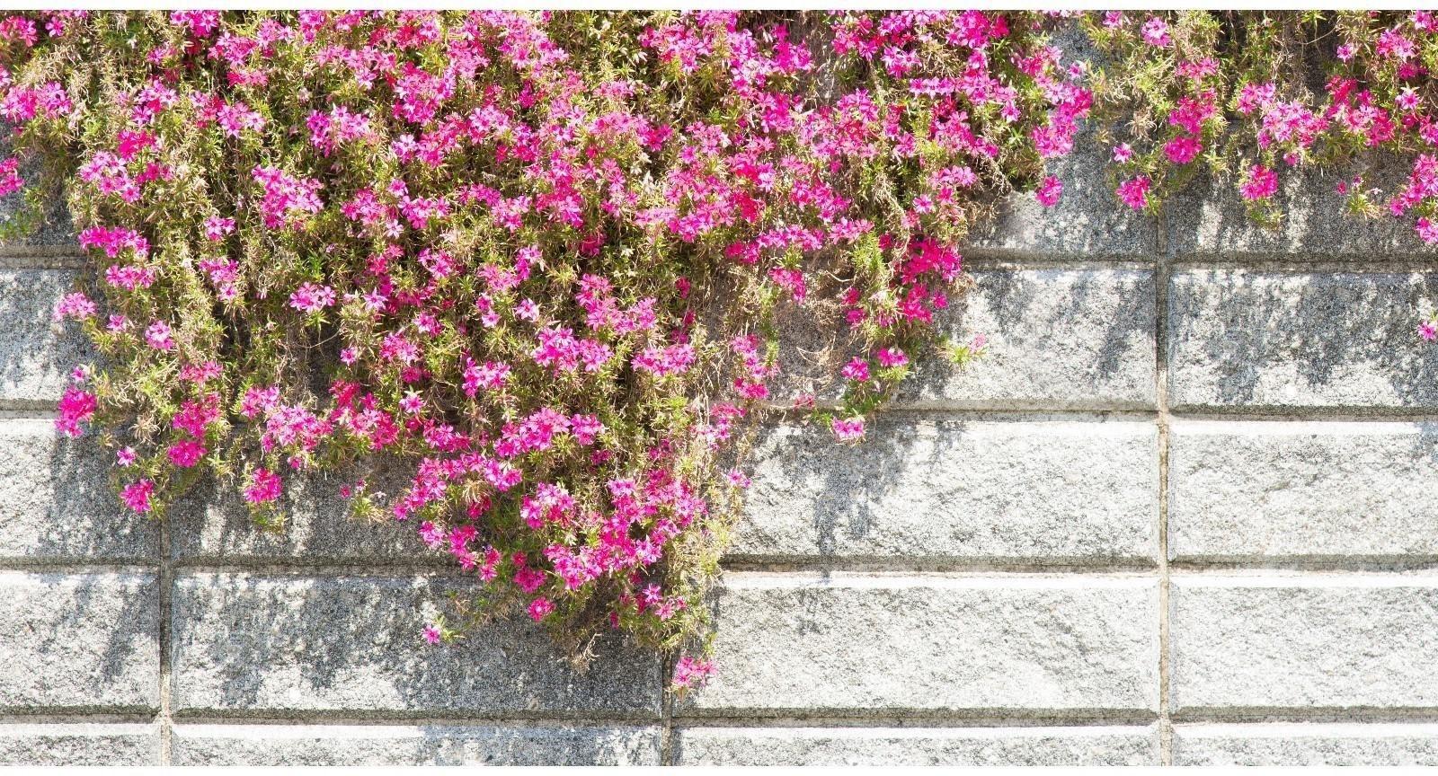 Фотобаннер, 300 × 200 см, с фотопечатью, люверсы шаг 1 м, «Стена с цветами»