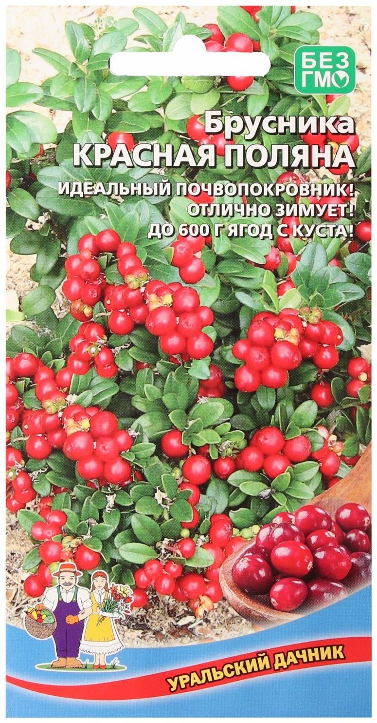 Семена Брусника 