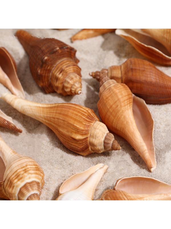 Набор ракушек, 3 - 5 см, 100 г