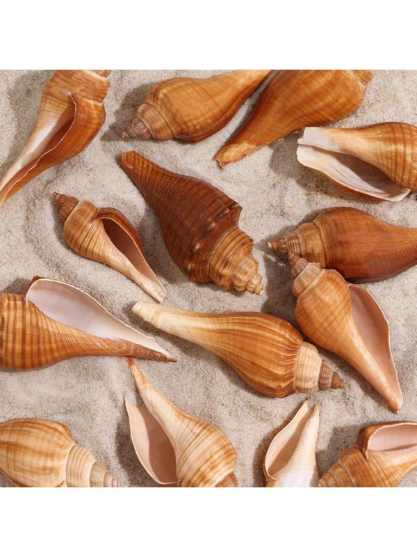 Набор ракушек, 3 - 5 см, 100 г