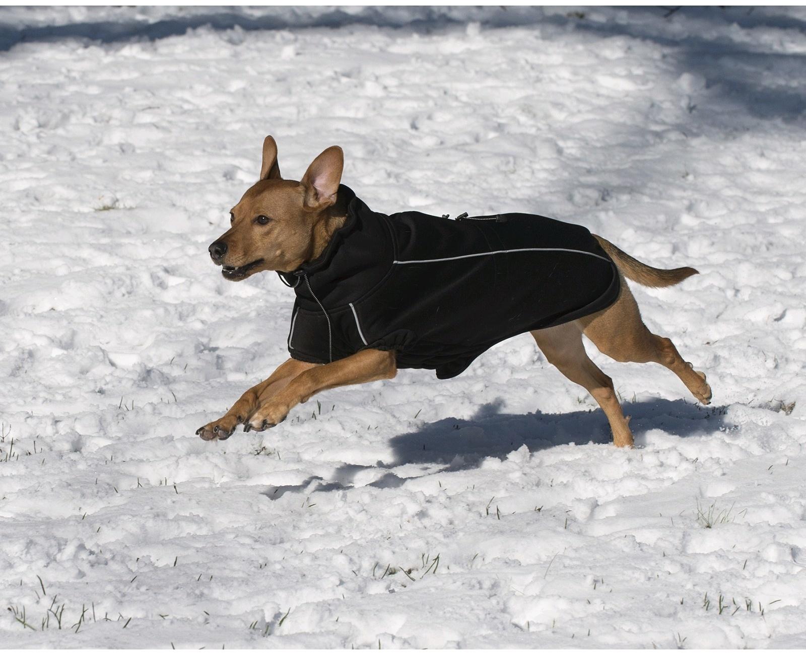 Флисовая куртка Dog Gone Smart Olympia Softshell Puffy, р 22, чёрная