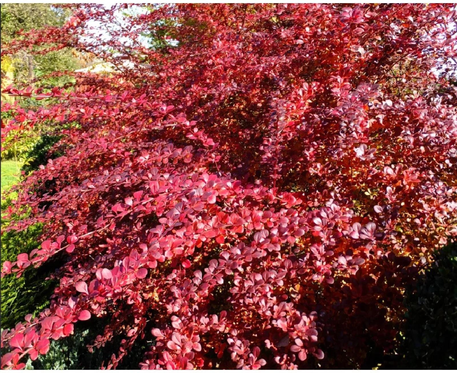 Барбарис Тунберга Атропурпуреа, С2 горшок, Н10-50 высота, 1 шт, Осень 2023