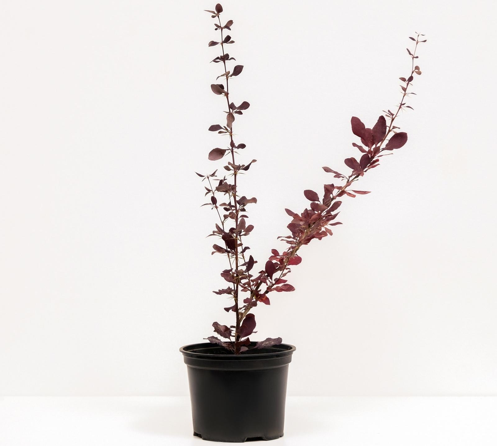 Барбарис Тунберга Атропурпуреа, С2 горшок, Н10-50 высота, 1 шт, Осень 2023