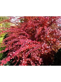 Барбарис Тунберга Атропурпуреа, С2 горшок, Н10-50 высота, 1 шт, Осень 2023