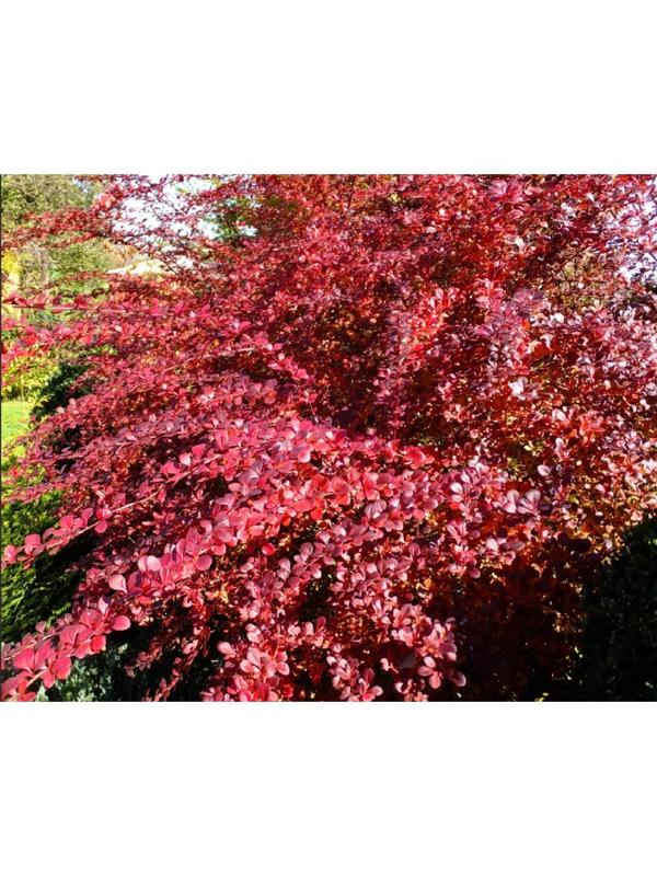 Барбарис Тунберга Атропурпуреа, С2 горшок, Н10-50 высота, 1 шт, Осень 2023