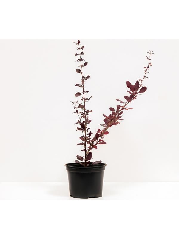 Барбарис Тунберга Атропурпуреа, С2 горшок, Н10-50 высота, 1 шт, Осень 2023