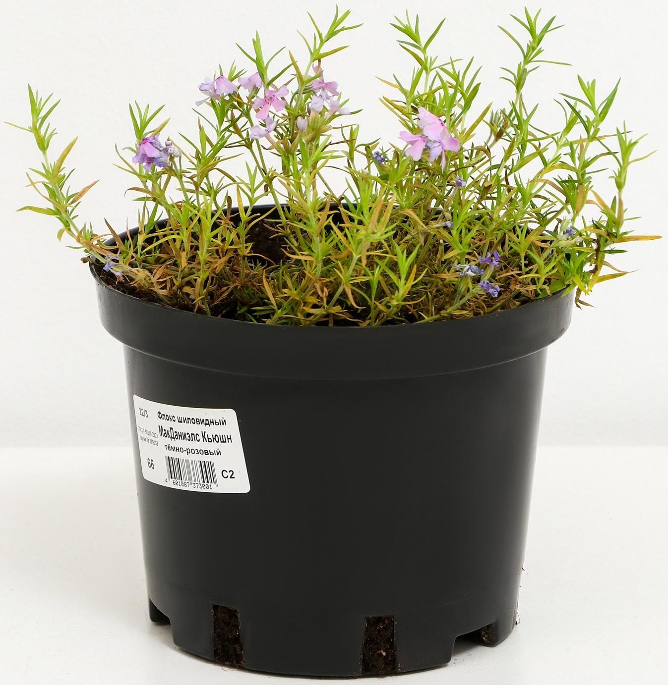 Флокс шиловидный МакДаниэлс Кьюшн, С2 горшок, Н10-50 высота, 1 шт, Осень 2023