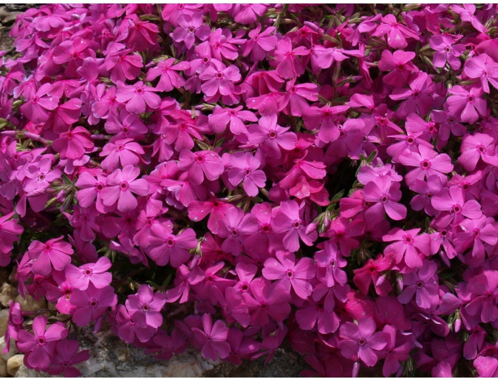 Флокс шиловидный МакДаниэлс Кьюшн, С2 горшок, Н10-50 высота, 1 шт, Осень 2023