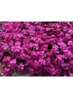 Флокс шиловидный МакДаниэлс Кьюшн, С2 горшок, Н10-50 высота, 1 шт, Осень 2023