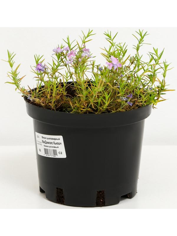 Флокс шиловидный МакДаниэлс Кьюшн, С2 горшок, Н10-50 высота, 1 шт, Осень 2023