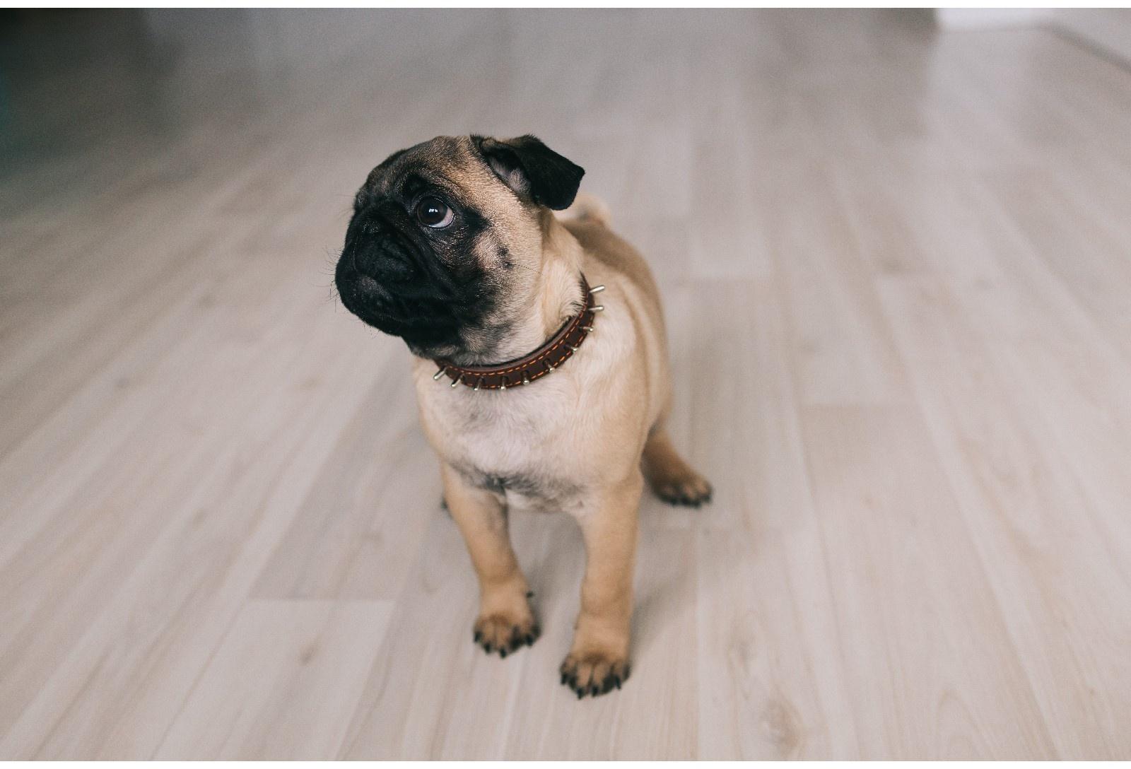 Ошейник кожаный на синтепоне, 