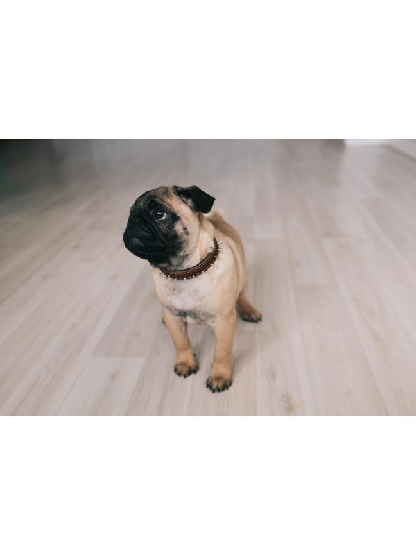 Ошейник кожаный на синтепоне, 