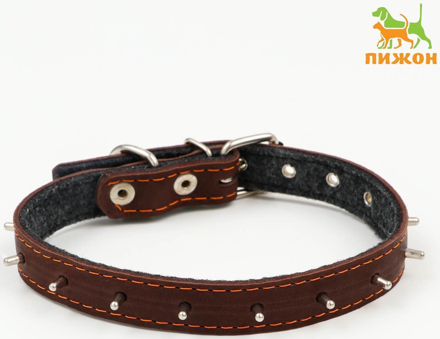 Ошейник кожаный на синтепоне, с шипами, 2 х 40 см, ОШ 25-35 см,тёмно-коричневый