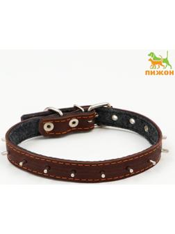 Ошейник кожаный на синтепоне, с шипами, 2 х 40 см, ОШ 25-35 см,тёмно-коричневый
