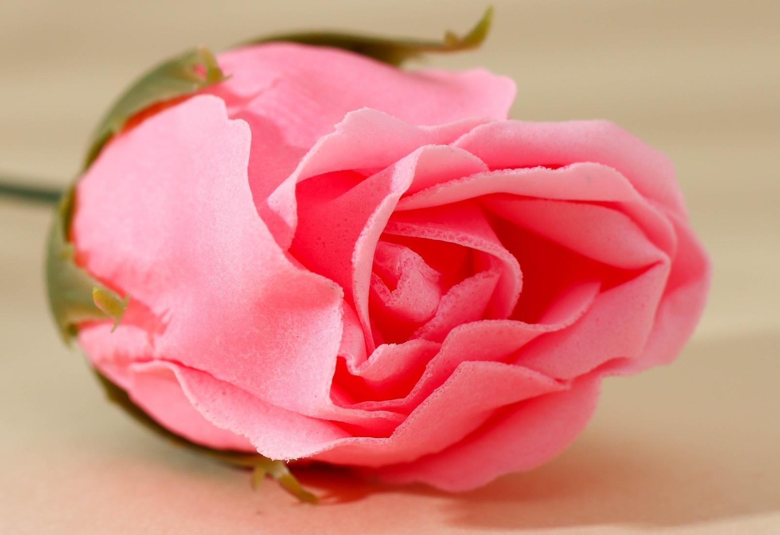 Мыло твёрдое лепестковое «Подарок для тебя», 1 шт, 10 гр, цвет нежно-розовый