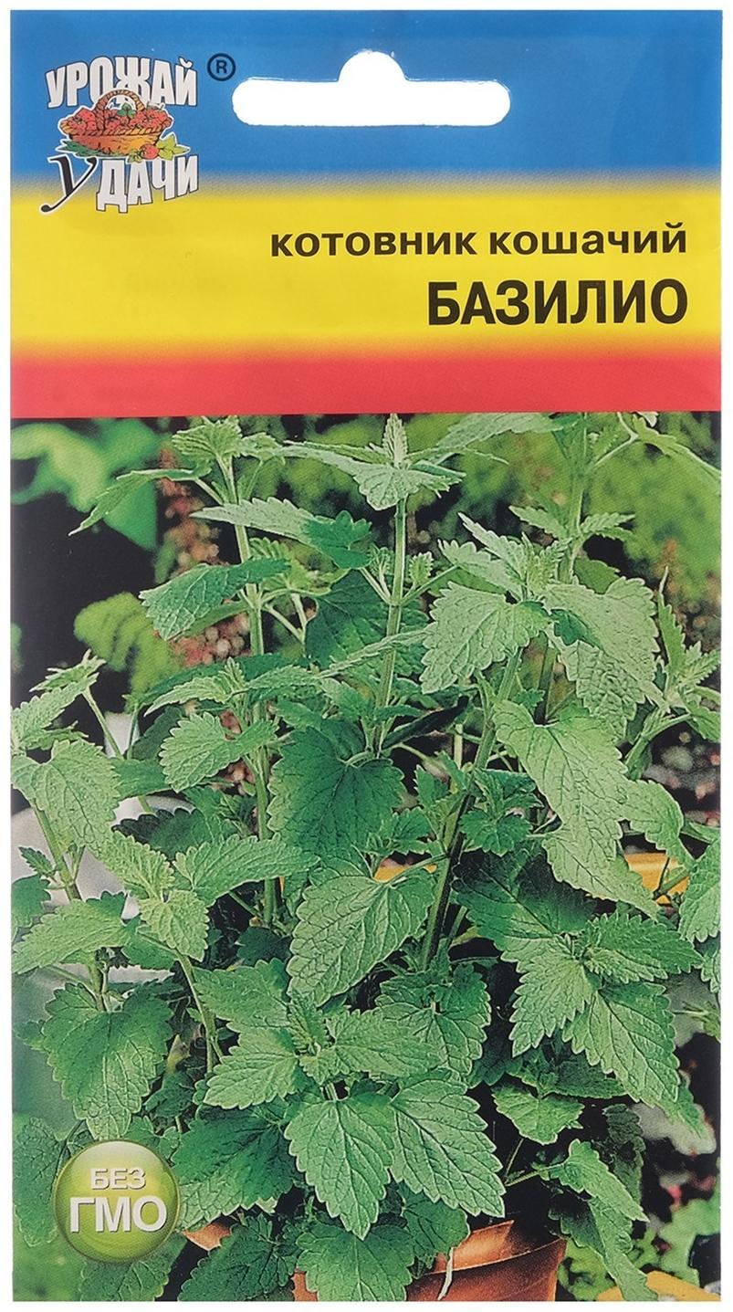 Семена Котовник кошачий 