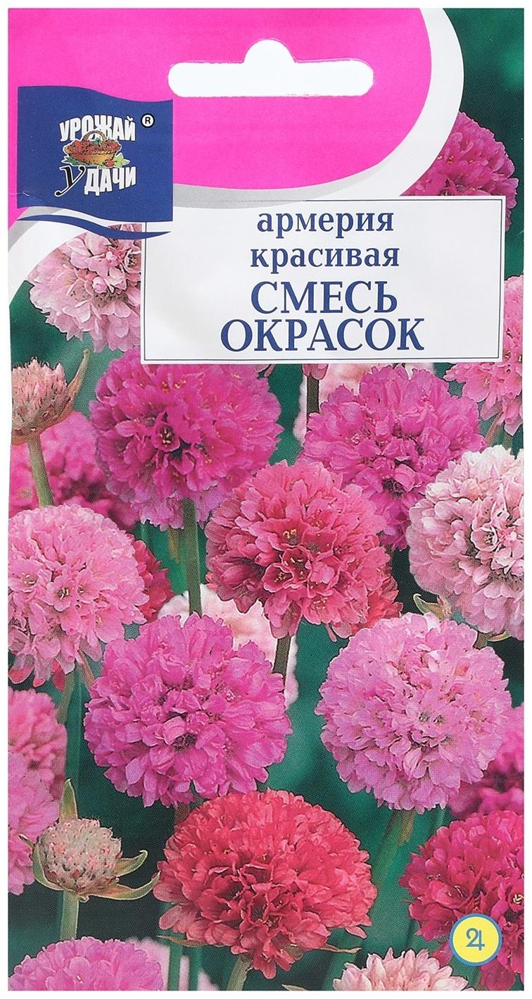 Семена цветов Армерия красивая 