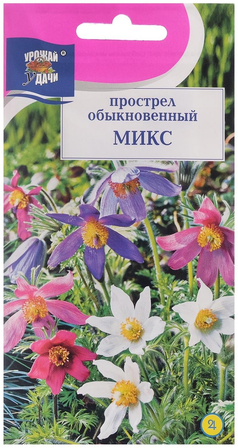 Семена цветов Прострел обыкновенный 