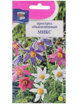 Семена цветов Прострел обыкновенный 