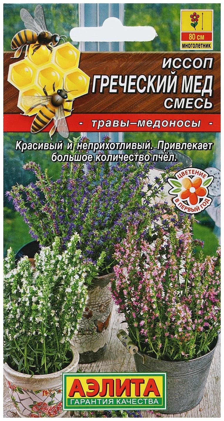 Семена Иссоп 