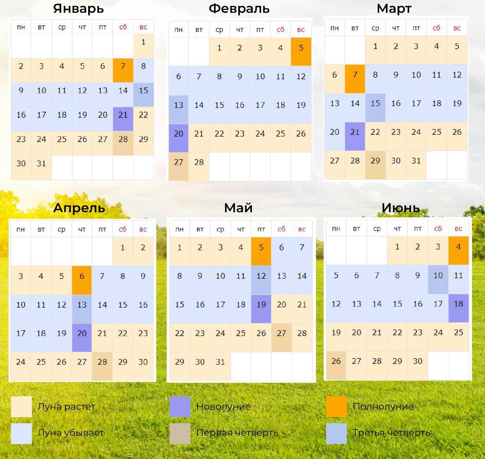 Семена Редис 