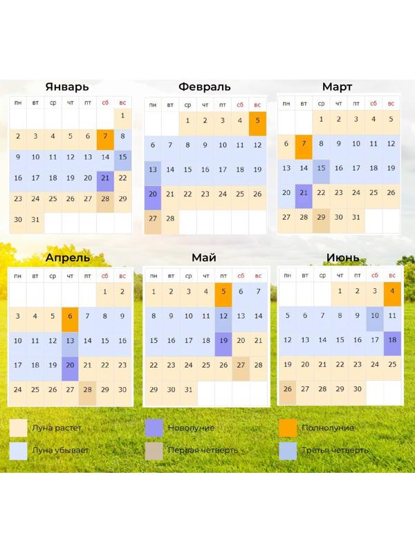 Семена Редис 