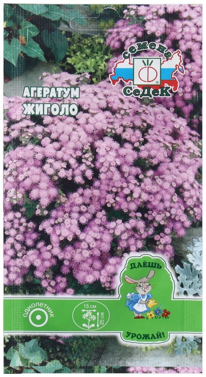 Семена Цветок Агератум 