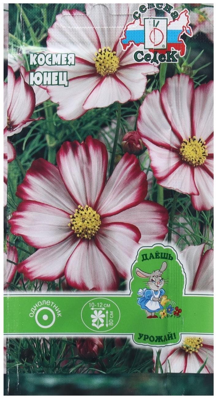 Семена Цветок Космея 