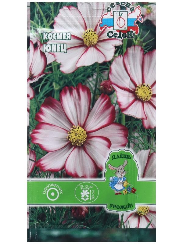 Семена Цветок Космея 