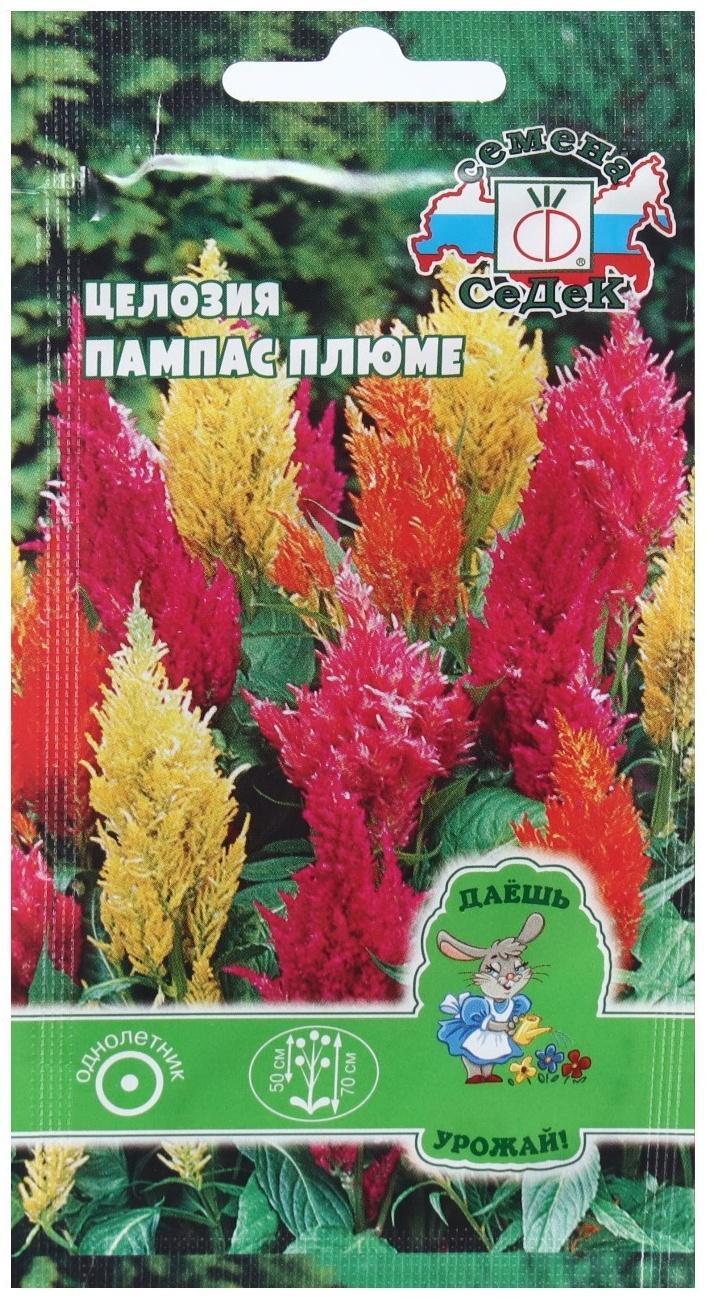 Семена Цветок Целозия 