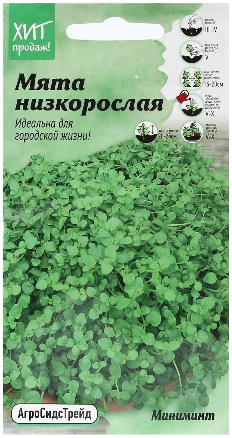 Семена Мята 