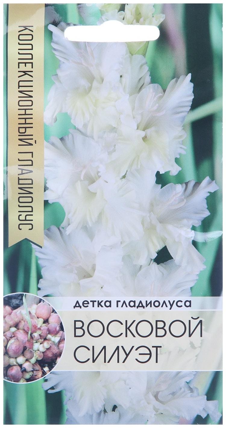 Клубнепочка гладиолуса Восковой силуэт (белый), 5 шт.