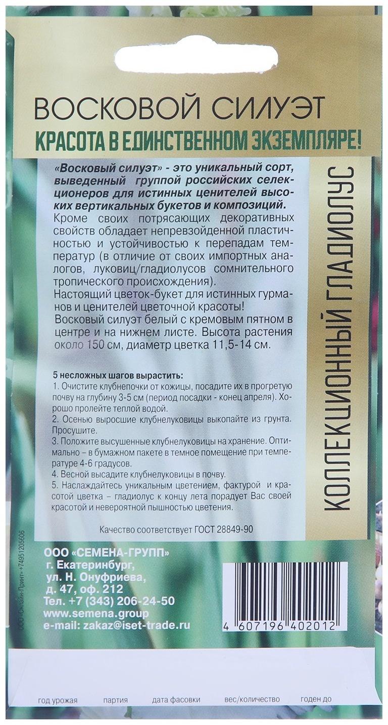 Клубнепочка гладиолуса Восковой силуэт (белый), 5 шт.