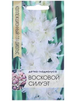 Клубнепочка гладиолуса Восковой силуэт (белый), 5 шт.
