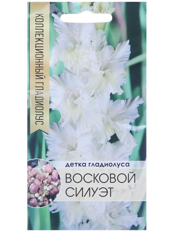 Клубнепочка гладиолуса Восковой силуэт (белый), 5 шт.
