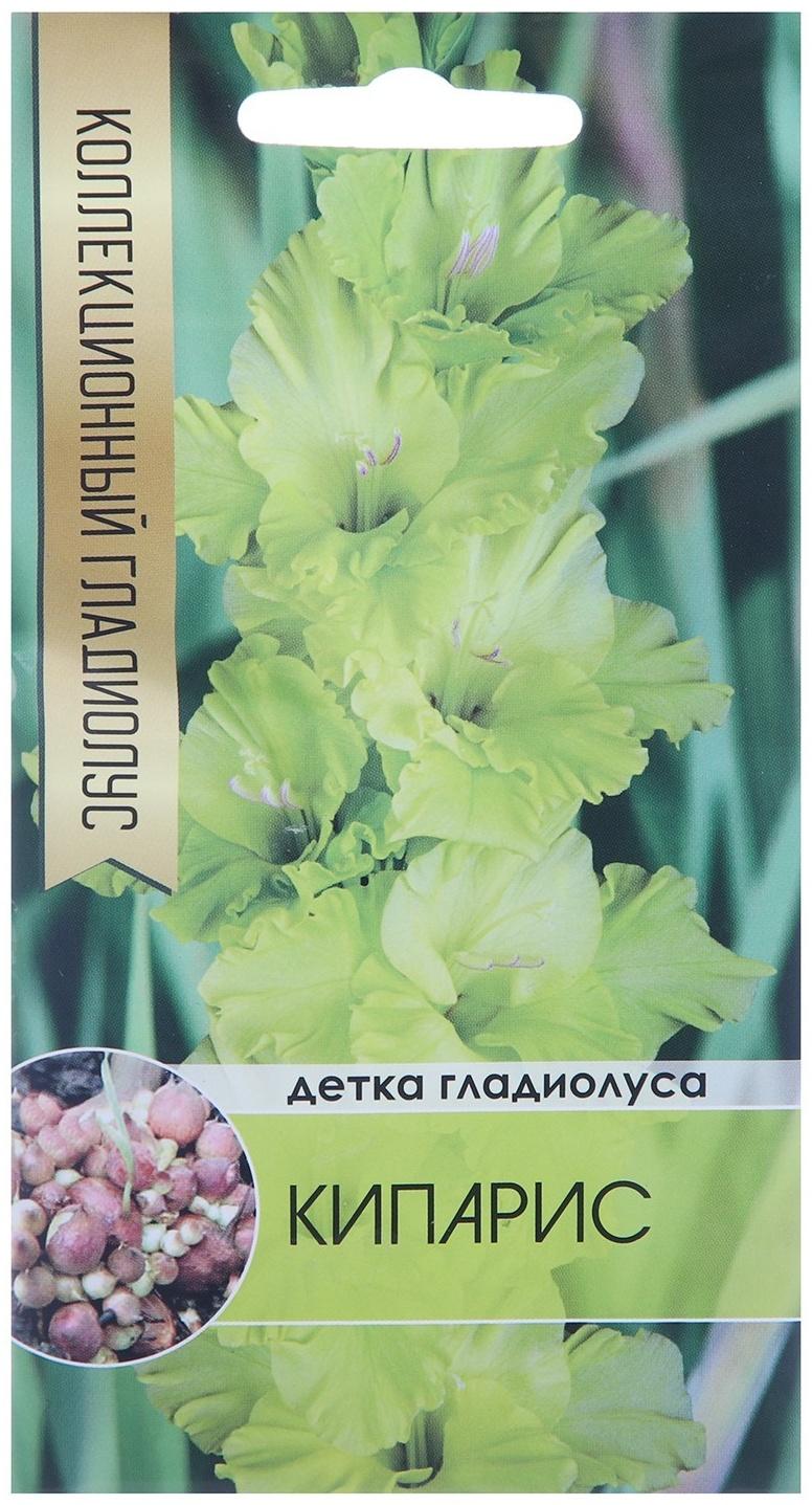 Клубнепочка гладиолуса Кипарис (желтый), 5 шт.