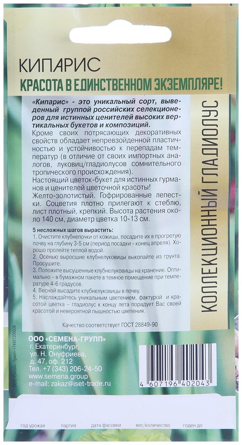 Клубнепочка гладиолуса Кипарис (желтый), 5 шт.