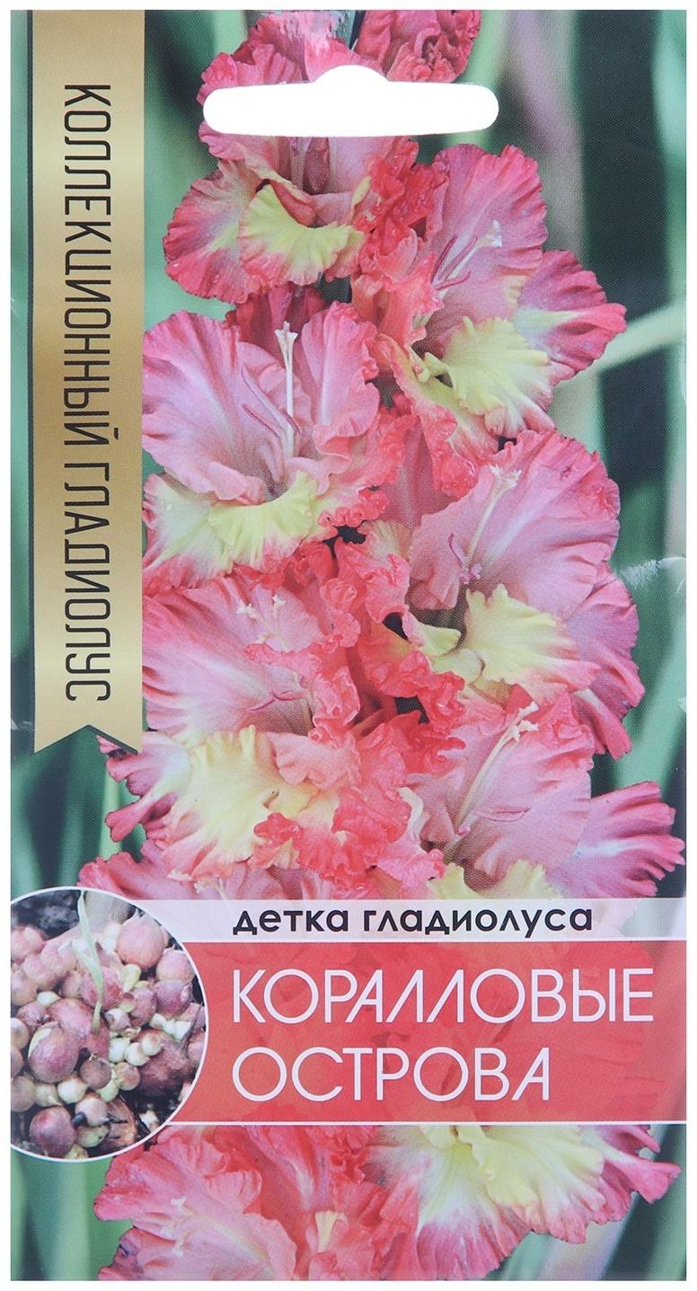 Клубнепочка гладиолуса Коралловые острова (трехцветный), 5 шт.