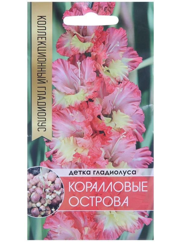 Клубнепочка гладиолуса Коралловые острова (трехцветный), 5 шт.