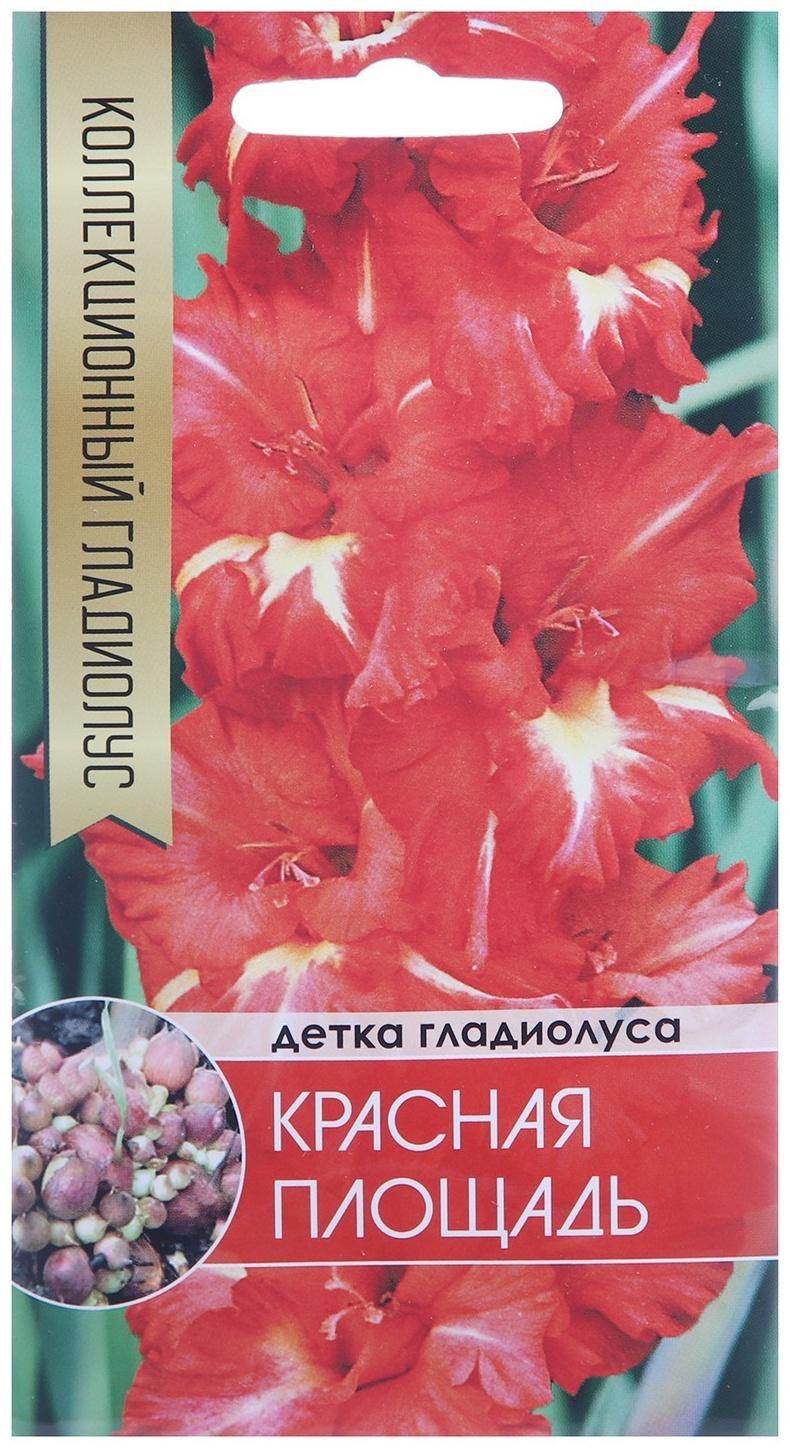 Клубнепочка гладиолуса Красная площадь (красный + немного белого), 5 шт.
