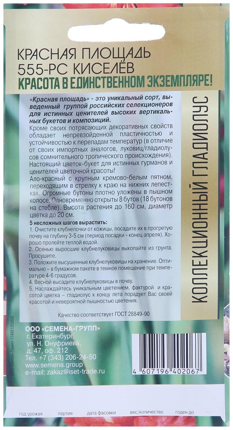 Клубнепочка гладиолуса Красная площадь (красный + немного белого), 5 шт.