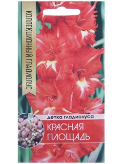 Клубнепочка гладиолуса Красная площадь (красный + немного белого), 5 шт.