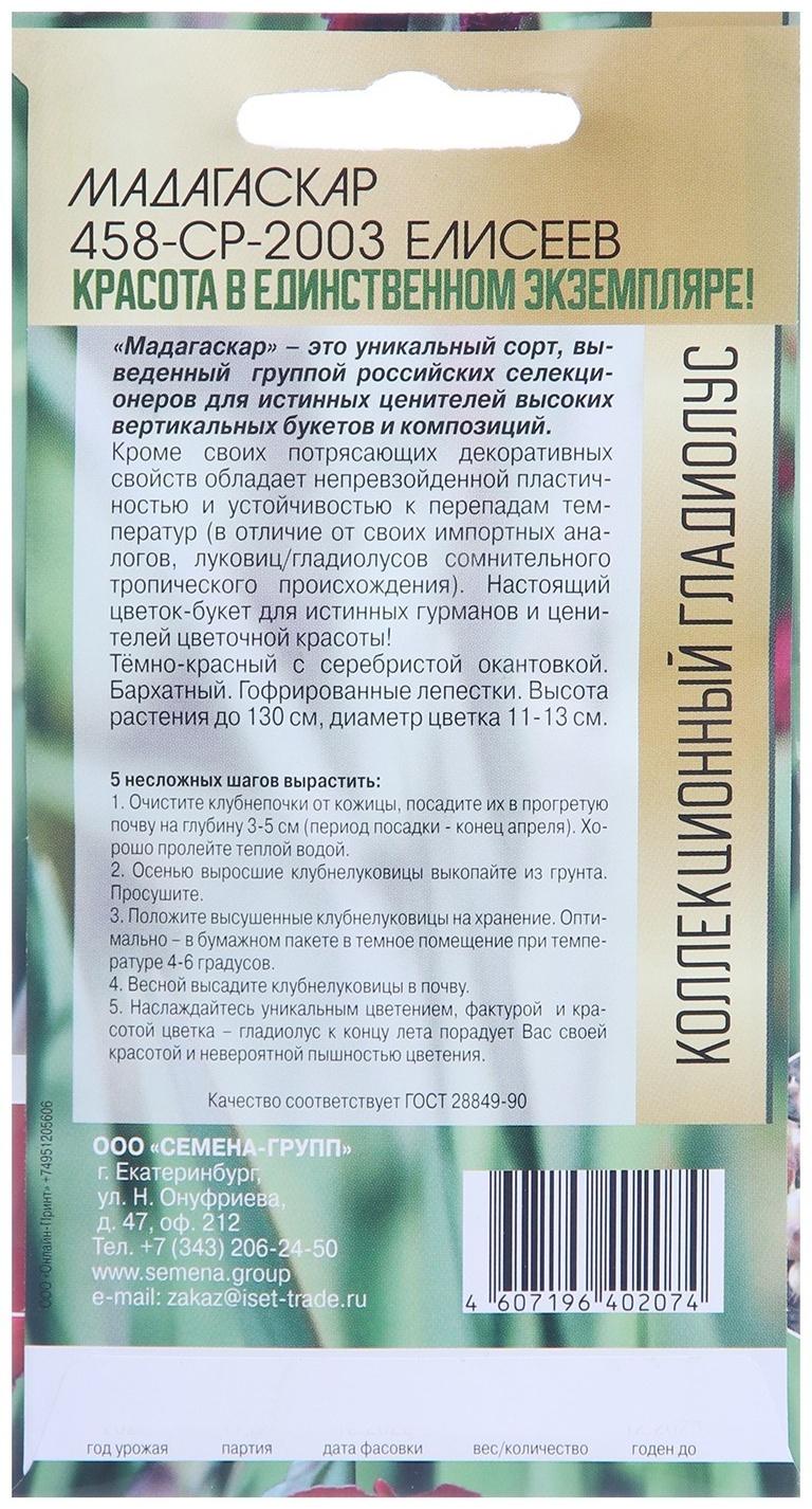 Клубнепочка гладиолуса Мадагаскар (темно-бордовый), 5 шт.