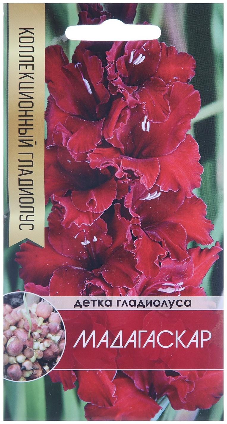 Клубнепочка гладиолуса Мадагаскар (темно-бордовый), 5 шт.